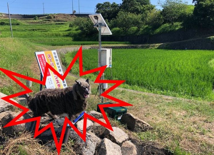 야생동물을 쫓는 가짜늑대 '몬스터울프'가 실제 현장에서 설치된 모습. 일본 오타정기