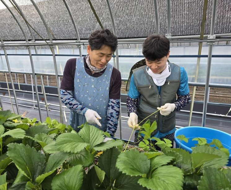 도시 청년, 강진에서 딸기 농부로…3년 준비해 정착