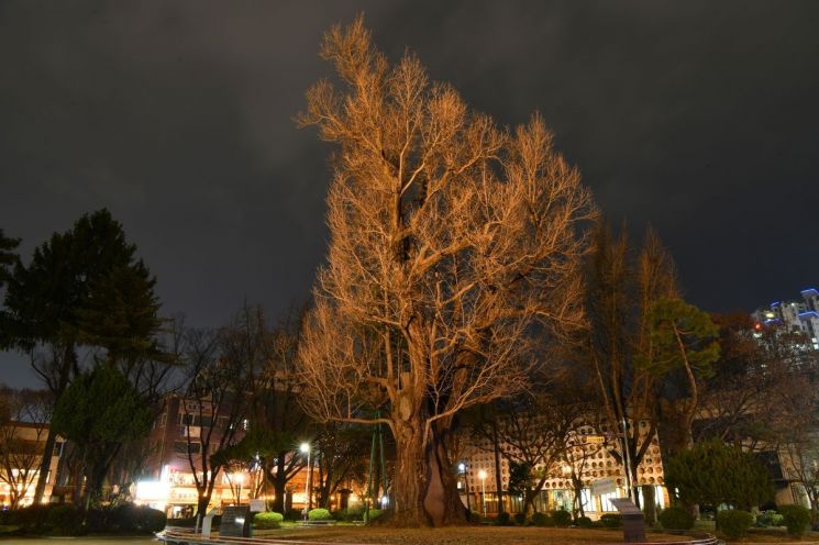 900살 '청주 압각수', 천연기념물 된다