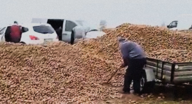 After Cabbages and Potatoes, Chili Pepper Field Looted... Crowds Flock Due to Fake SNS Video