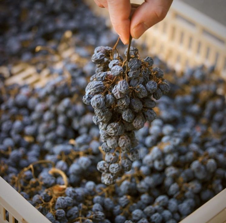 [아경와인셀라]땅이 남긴 오래된 문장 '한 잔'에 담았다…伊레드의 전설