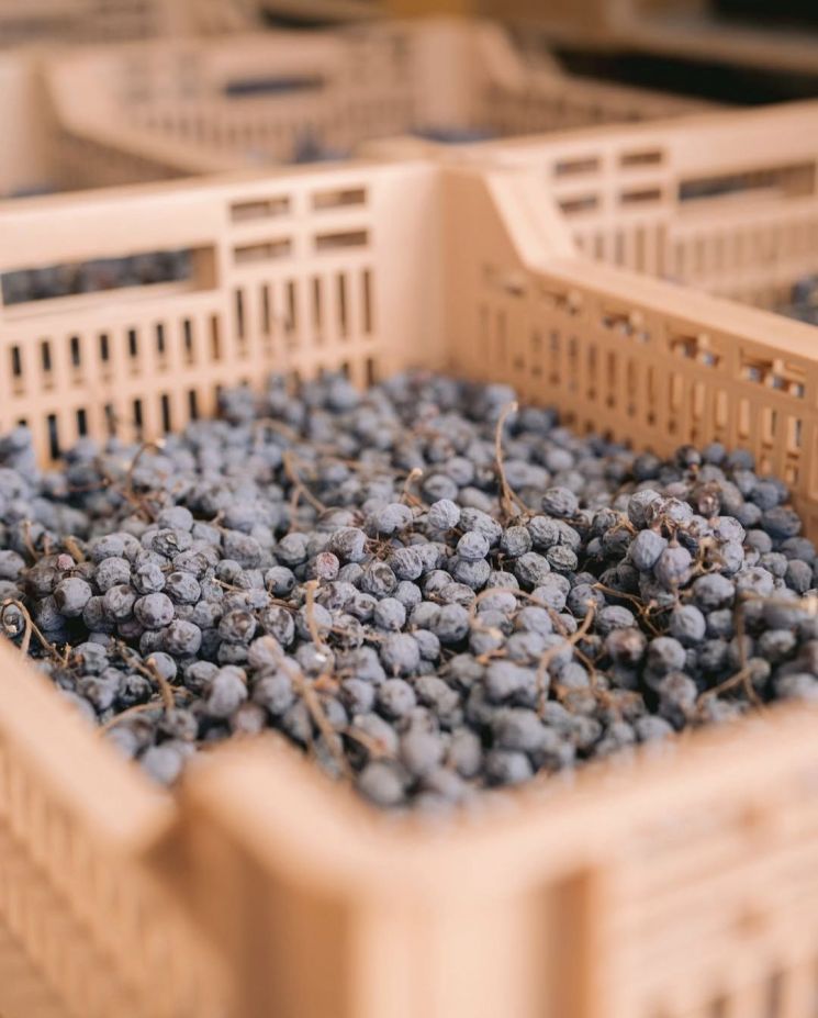 [아경와인셀라]땅이 남긴 오래된 문장 '한 잔'에 담았다…伊레드의 전설