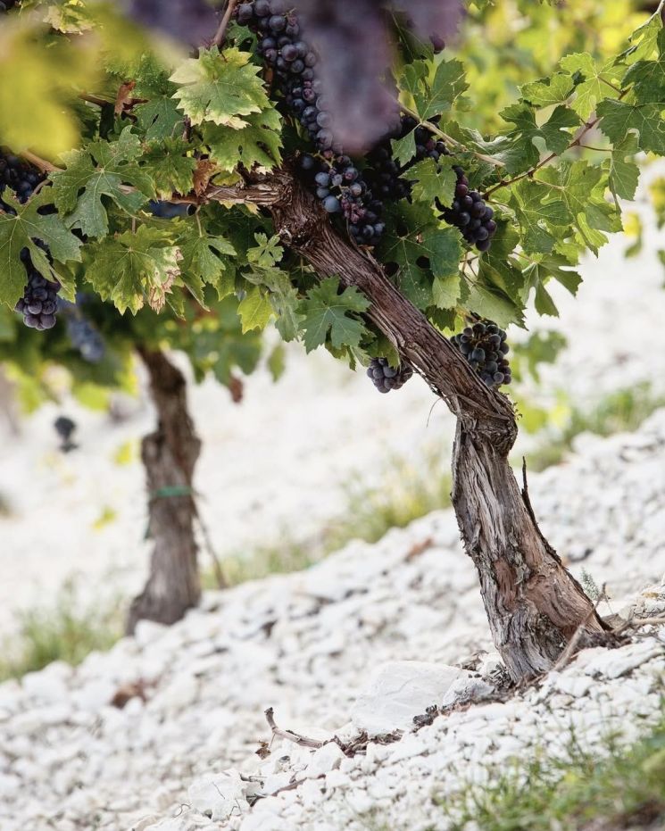 [아경와인셀라]땅이 남긴 오래된 문장 '한 잔'에 담았다…伊레드의 전설