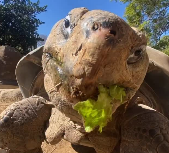 한 세기 넘게 사랑받아온 갈라파고스땅거북이 그래마가 141세로 생을 마쳤다. 미 샌디에이고 동물원 인스타그램