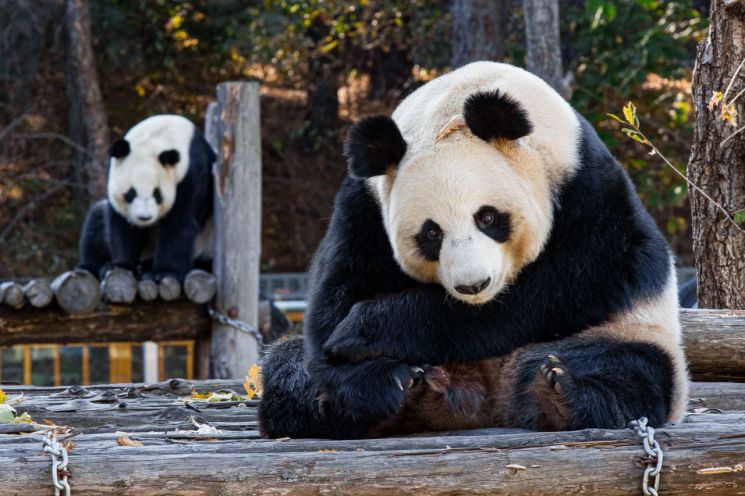 "새로운 판다 보냈으면" 마크롱, 판다 귀국길에 시진핑 만난다
