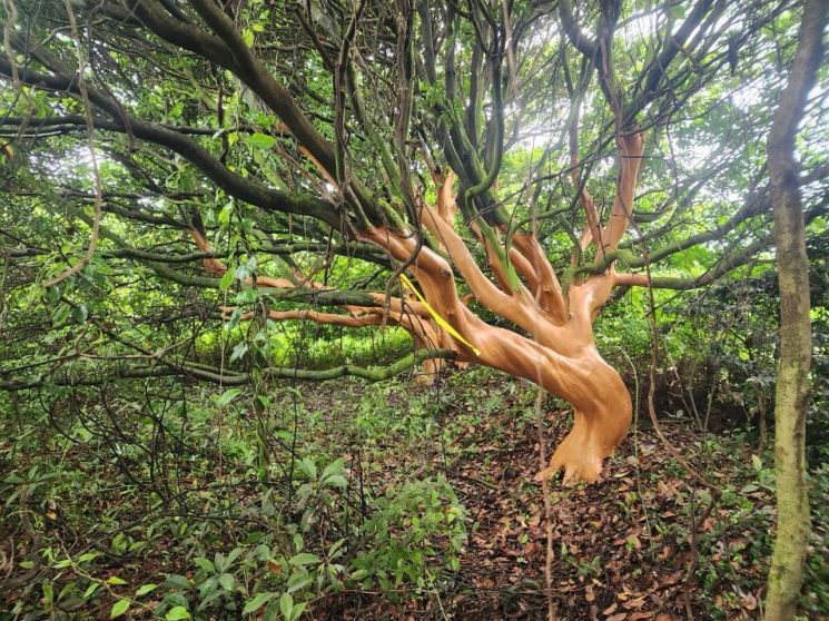 제주자치경찰단은 지난 6월 서귀포시 표선면 성읍리 지역 임야에서 다량의 후박나무 껍질을 박피해 훼손시킨 혐의로 50대 남성 A씨를 검찰에 구속 송치하고, 피해를 입은 나무들은 현재 고사 위기에 처했다.  제주자치경잘단 제공