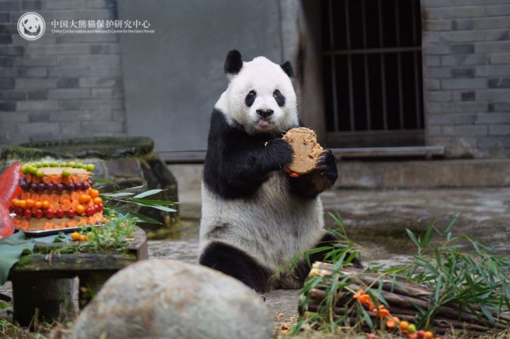 중국 자이언트 판다 가오가오(高高)가 질병으로 세상을 떠났다. 중국자이언트판다연구소.