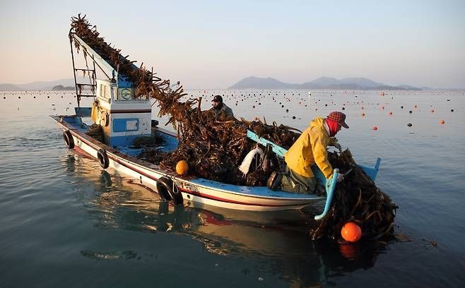 전남 완도·고흥 일대 미역 양식장이 대규모 고사 피해로 붕괴 직전에 몰렸다. 완도군 제공