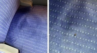 프랑스 기차 좌석에서 발견되었던 빈대. X갈무리.