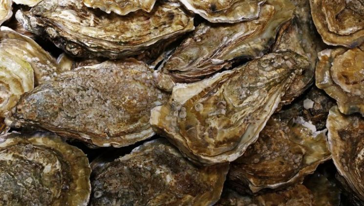 일본 서부 세토내해(瀨戶內海)에서 양식 굴의 폐사 비율이 최대 90%에 달하는 것으로 나타났다. 게티이미지