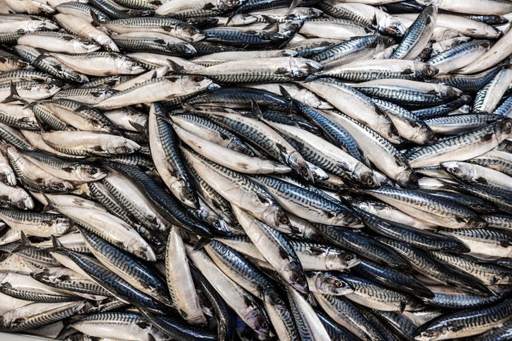 "이러다 밥상에서 사라지겠네"…서민 '울상' 만드는 '피시플레이션'