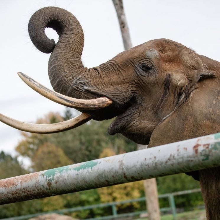 오는 2026년 벨기에 브뤼셀에서 포르투갈의 판게아 트러스트 보호소로 옮겨 올 예정인 코끼리 카리바의 모습. 판게아 트러스트 인스타그램