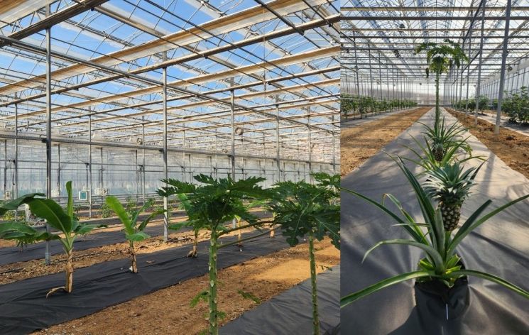 Yeongcheon City Opens Gyeongbuk's Largest Subtropical Crop Research Site... Firsthand Experience of Future Agriculture in the Era of Climate Change