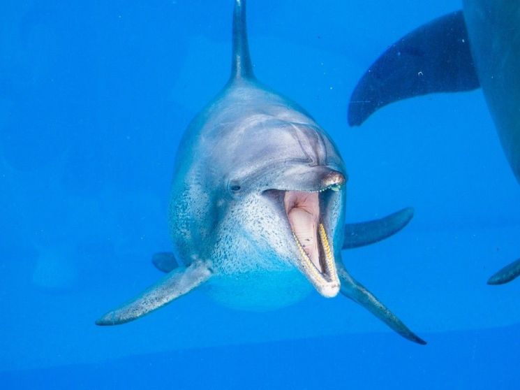 日 최장수 돌고래 오키짱, 51세로 세상 떠나…"성원과 지지에 감사"