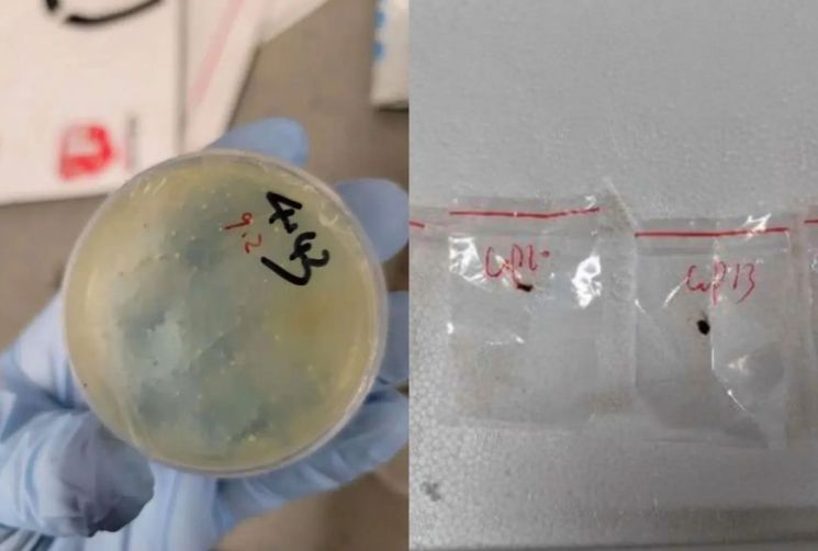 美 농작물 죽이려고?…'이것' 몰래 반입하려던 中 연구원 결국