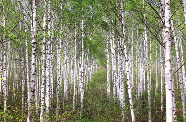 영양군 힐링 랜드, '국립 영양 자작누리 치유의 숲' 유치 확정