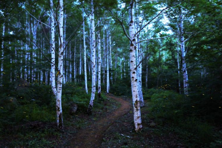 영양군 힐링 랜드, '국립 영양 자작누리 치유의 숲' 유치 확정