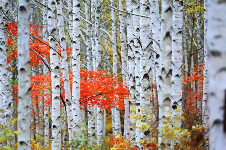 영양군 힐링 랜드, '국립 영양 자작누리 치유의 숲' 유치 확정