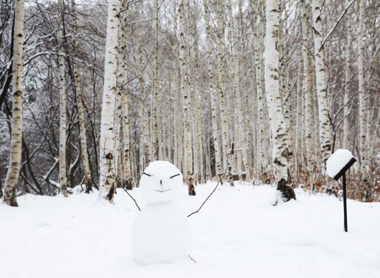 영양군 힐링 랜드, '국립 영양 자작누리 치유의 숲' 유치 확정