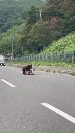 일본 홋카이도의 한 국도에서 불곰이 사슴을 공격하고 있다. X캡쳐.