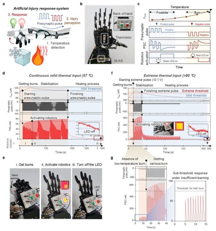 인공 시냅스와 열감지 로봇 구동을 결합한 생체 모사형 반사 시스템.
