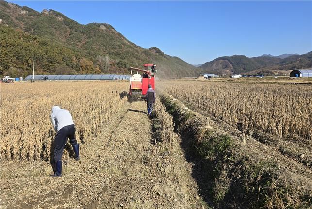 올해 콩 생산량 지난해보다 0.8% 늘어…농식품부 "수급불안 크지 않을 것"