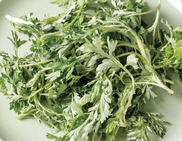 한국에선 아무데서나 '쑥쑥' 자라는 흔한 잡초인데…중국·일본에선 '귀한 몸'