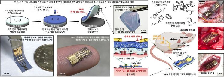 형상 변형 가능한 초박막 이중층 트랜지스터(THIN-OECT)를 통한 생체신호 증폭. 연구진 제공