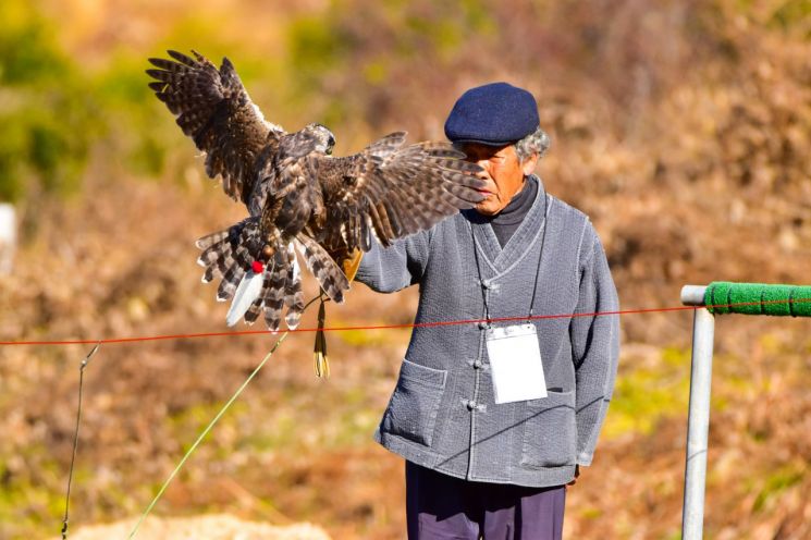 진안군이 오는 13일 오전 10시 진안군 백운면 매사냥체험홍보관 일원에서 전북특별자치도 무형유산인 '매사냥' 공개시연회가 열린다. 진안군 제공
