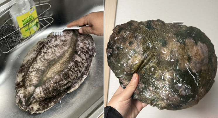 "너무 리얼해서 비린내 나겠다"…완도 기부 답례품 전복쿠션 화제 