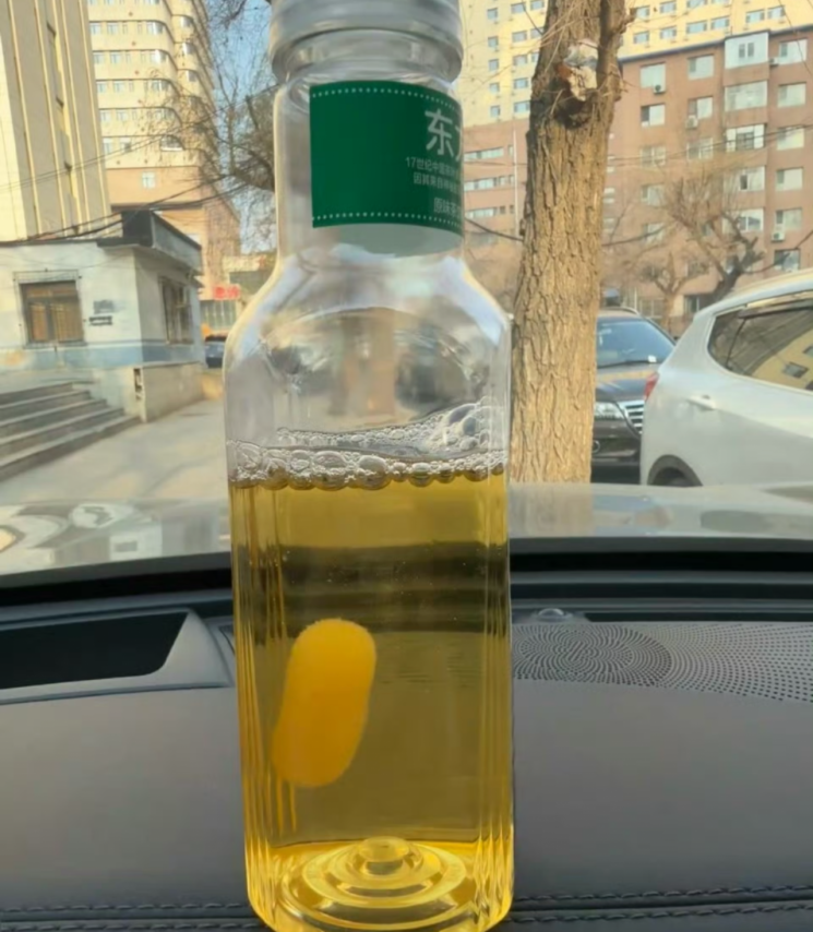 "조용하고 귀여워" 인기음료서 쑥쑥…'반려균' 키우기 유행하는 中