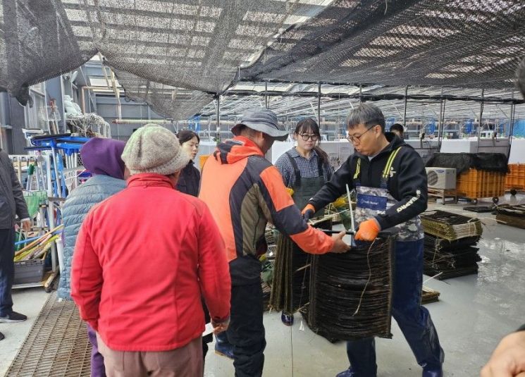 부산 기장군, 미역·쇠미역 종자 600틀 어업현장 보급