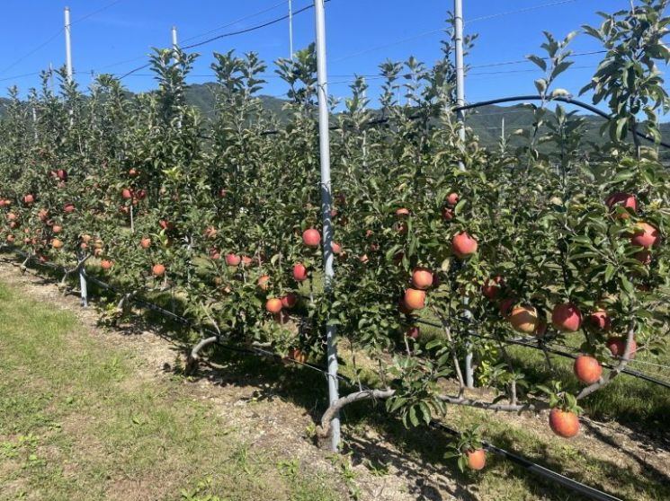 포항시, 과수원에 ‘스마트’ 심다… 2년 연속 스마트 과수원 특화단지 선정