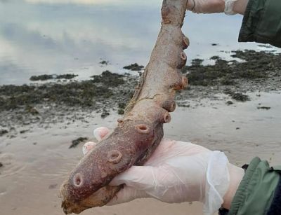 500m 아래 사는 희귀 심해 문어, 왜 해변에 나타났을까
