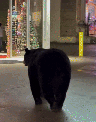 산불이 부른 뜻밖의 불청객…가정집 지하에 눌러 앉은 흑곰