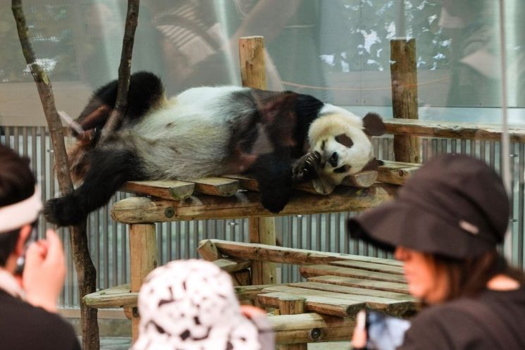 日 기자 "대만 판다 안될까?" 물으니 中 당국자 "헛된 꿈"