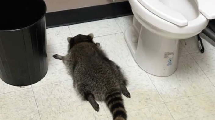 "굿즈 수익만 2억" 술집서 뻗은 라쿤…알고보니 '동네주폭'?