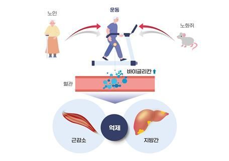 운동할 때 분비되는 '바이글리칸', 근감소증·지방간 개선에 효과