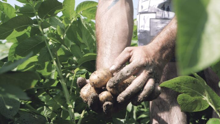 전혀 다른 맛…'1개 10만원' 미식가들 홀딱 반한 프랑스 '전설의 감자' [맛있는 이야기]