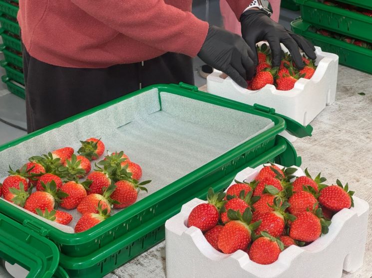 양구 딸기, '스마트팜' 타고 생산량 5배 급증…겨울철 효자 등극