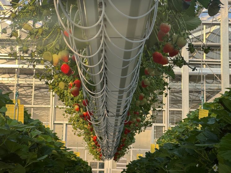 양구 딸기, '스마트팜' 타고 생산량 5배 급증…겨울철 효자 등극