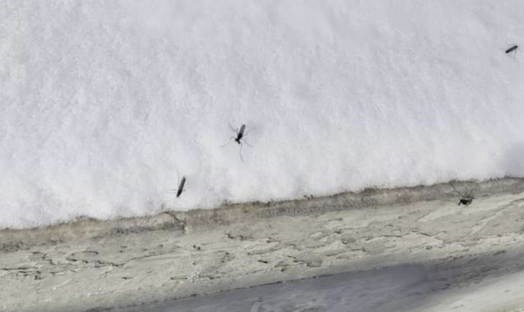 베이징서 포착된 '눈 위의 모기'…'이것' 때문이라는데