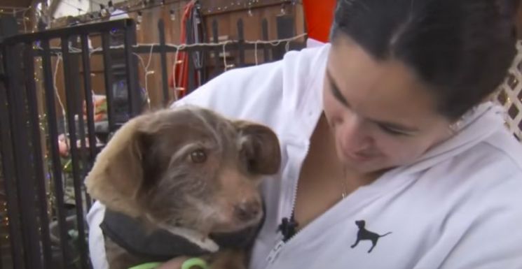 몸속 '이것' 덕분에…4년간 애타게 찾은 반려견, 3200㎞ 거리서 찾아