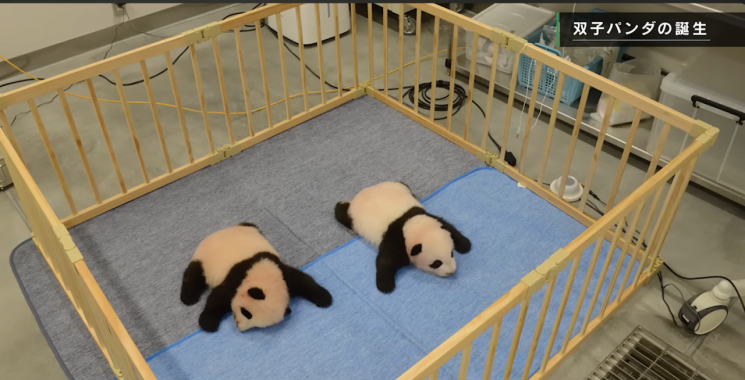 샤오샤오와 레이레이가 같이 누워있는 모습. 우에노동물원 유튜브.