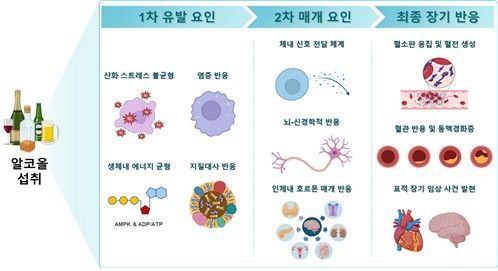 소주 한잔도 심방세동 위험 높여…"한국인에 적당한 음주 없어"