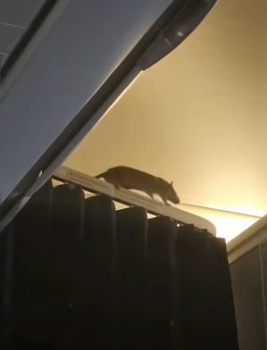 '찍찍' 소리에 승객들 '멘붕'…항공사도 "처음 겪어, 답답하고 불쾌"