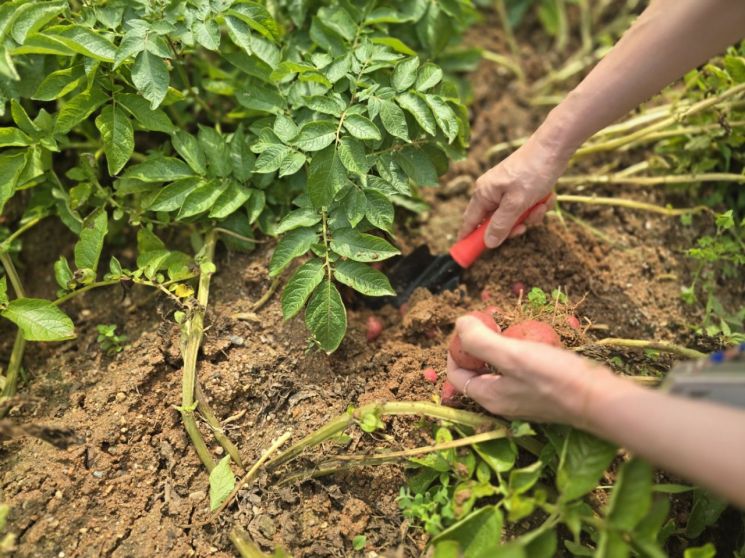 경기농기원 "치유농업이 우울감 줄이고,자존감 높여"