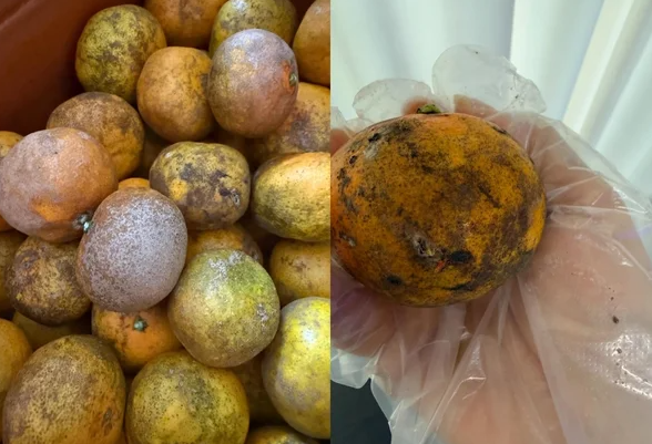 싸다길래 샀는데 '허탈'…못난이귤 직거래 논란에 칼 빼든 서귀포