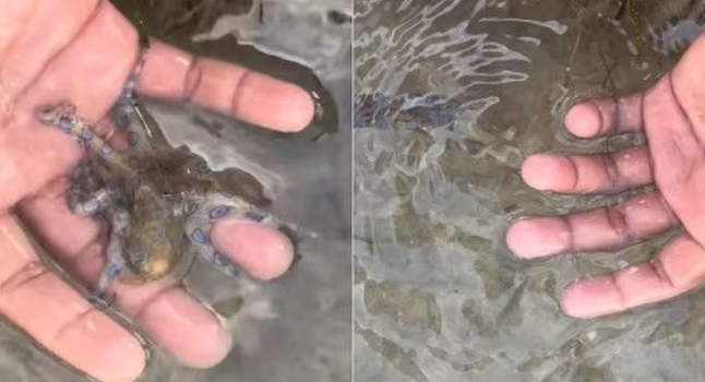 바닷가 작고 귀여운 이거 뭐지?…"절대 만지면 안돼, 죽을 수도"