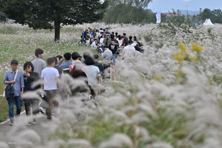 광주서창억새축제,10만명 방문…경제효과 18억5천만원